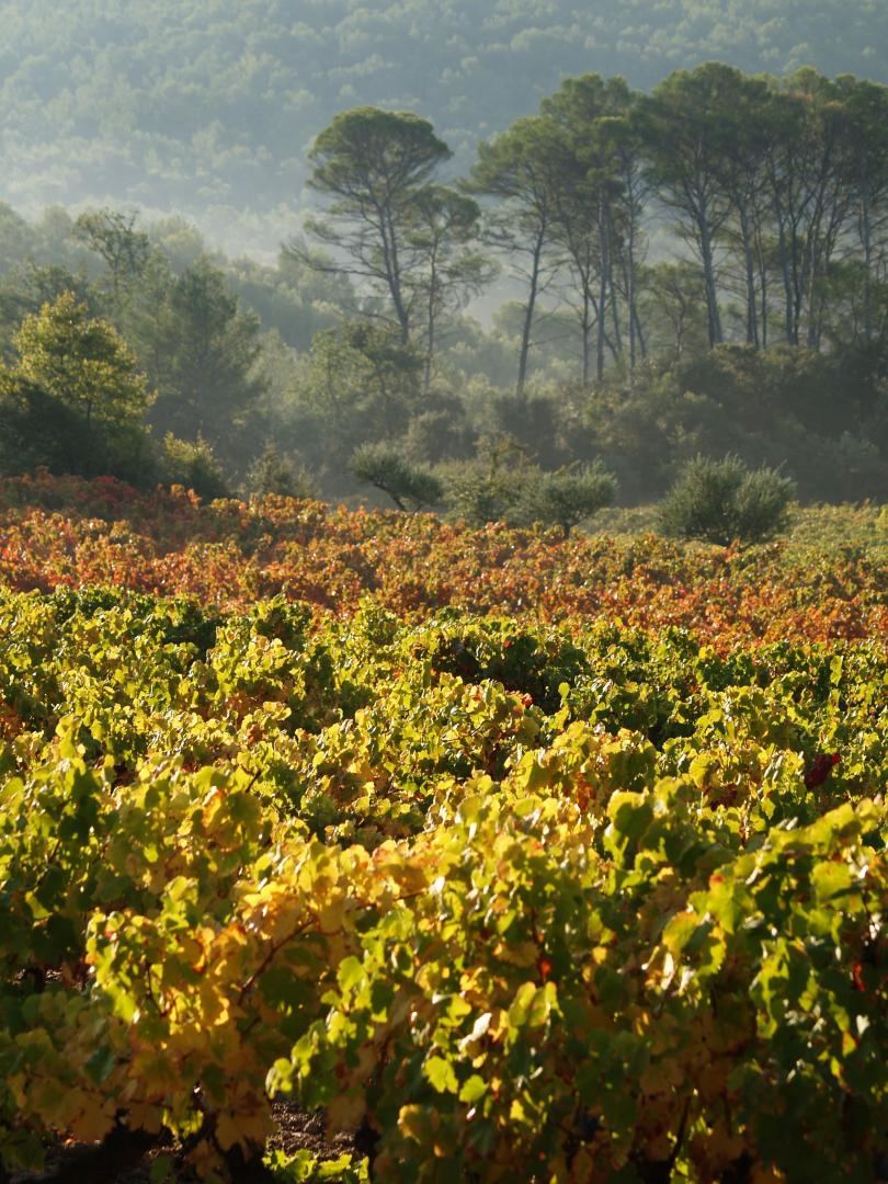 Vins du Clos d'Alari